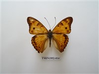 藏品(金鎧蛺蝶)的圖片